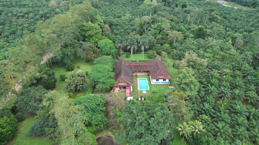 Profitable Palm Oil Plantation Parrita Costa Rica - 1
