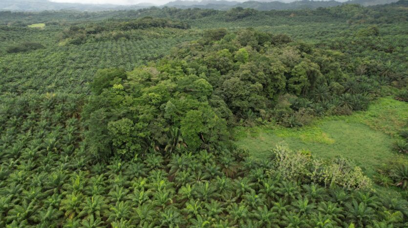 Profitable Palm Oil Plantation Parrita Costa Rica -2
