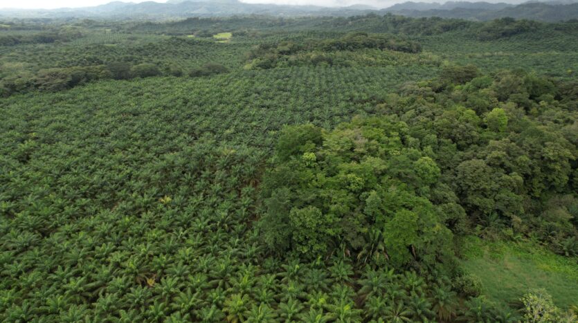 Profitable Palm Oil Plantation Parrita Costa Rica -3