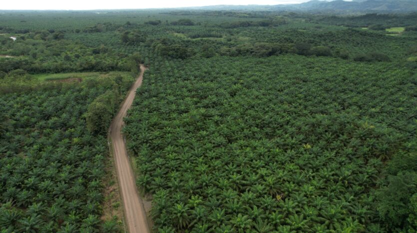 Profitable Palm Oil Plantation Parrita Costa Rica -4