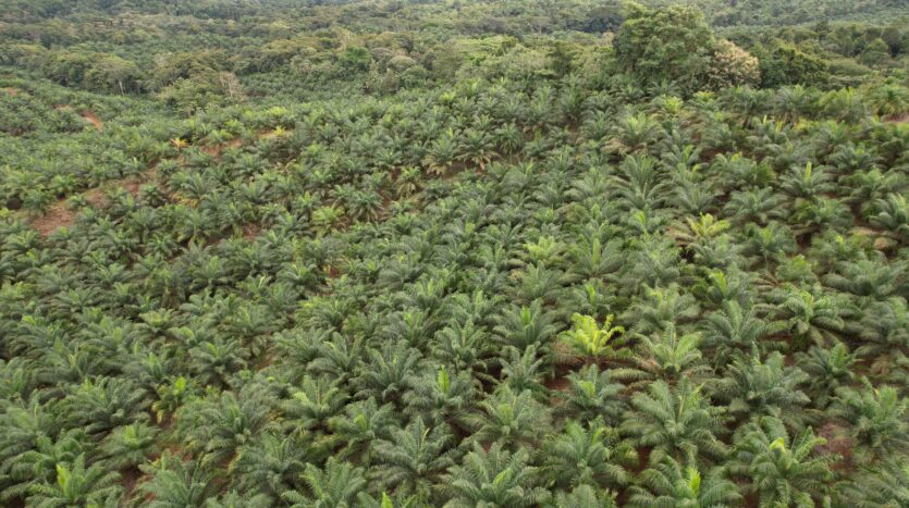 Profitable Palm Oil Plantation Parrita Costa Rica -5