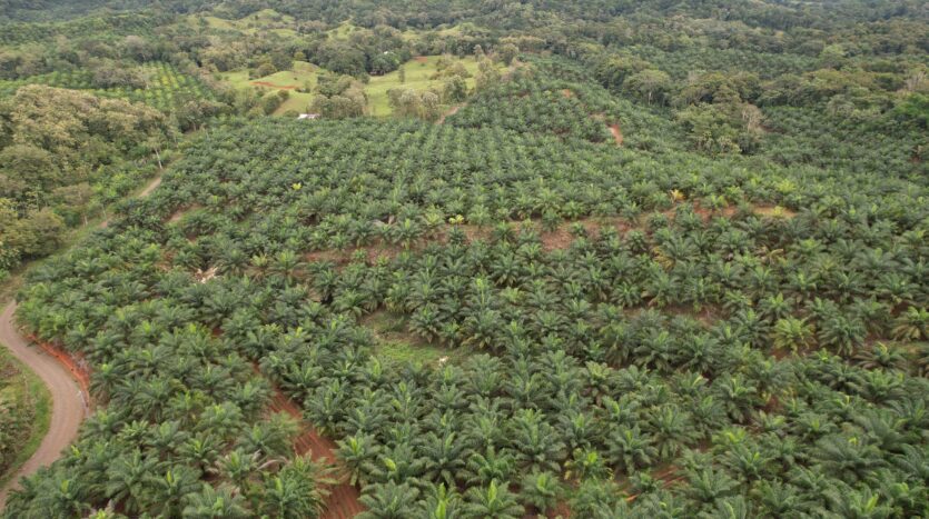 Profitable Palm Oil Plantation Parrita Costa Rica -6