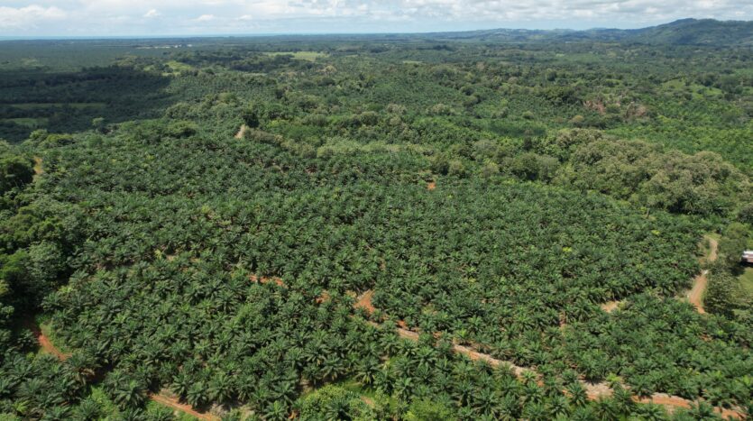Profitable Palm Oil Plantation Parrita Costa Rica -7