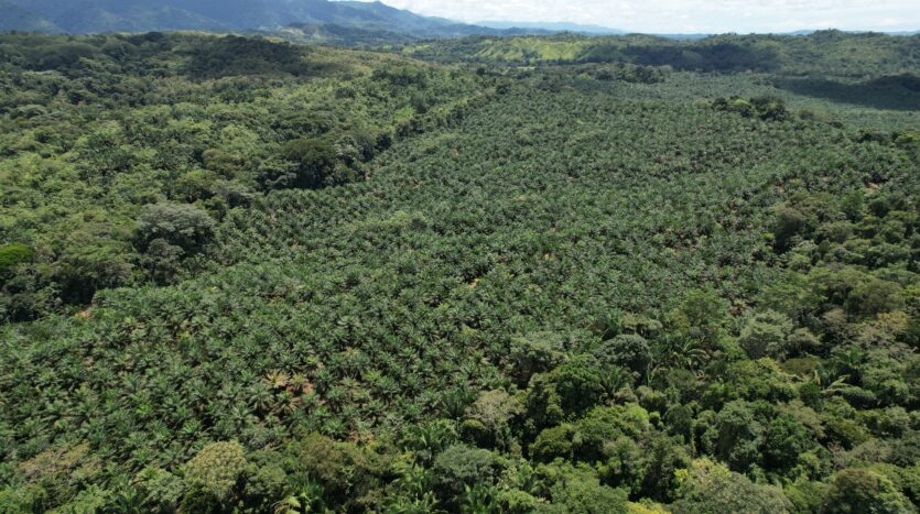 Profitable Palm Oil Plantation Parrita Costa Rica -8