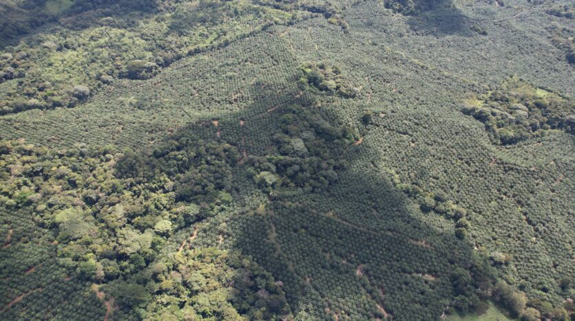Profitable Palm Oil Plantation Parrita Costa Rica -12