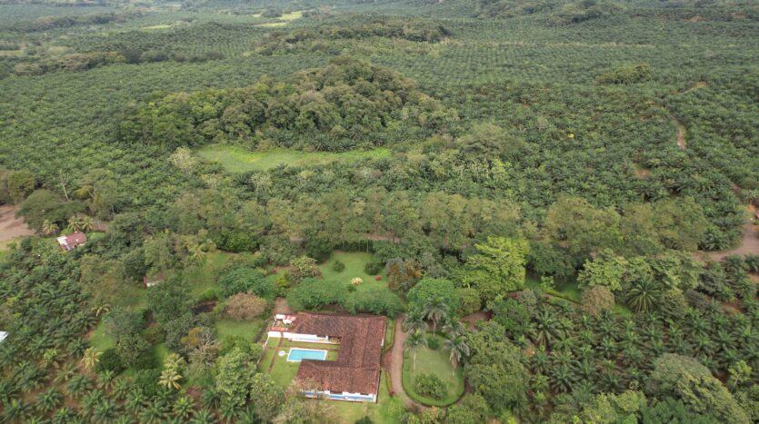 Profitable Palm Oil Plantation Parrita Costa Rica -9
